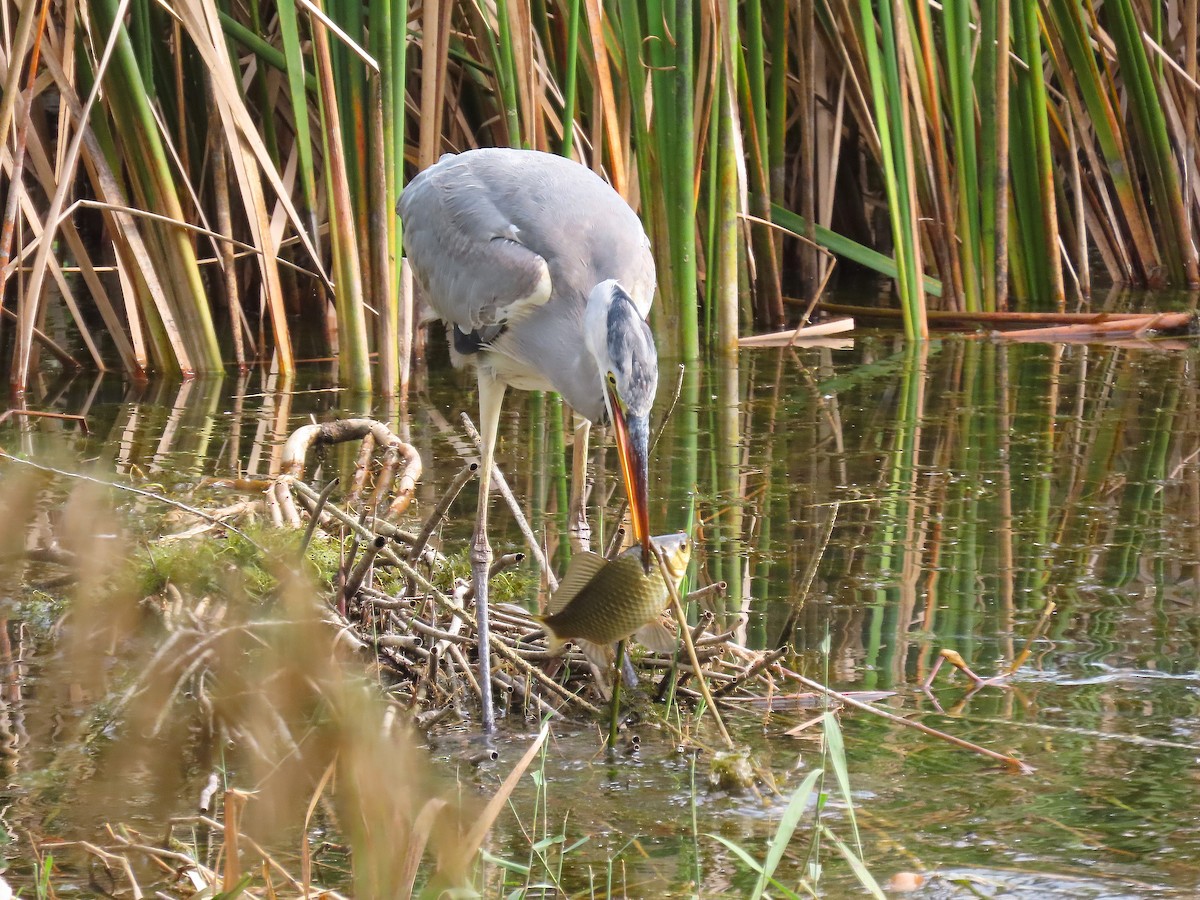 Gray Heron - ML646833501