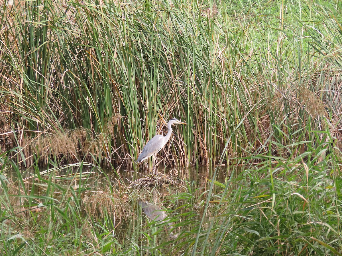 Gray Heron - ML646833502