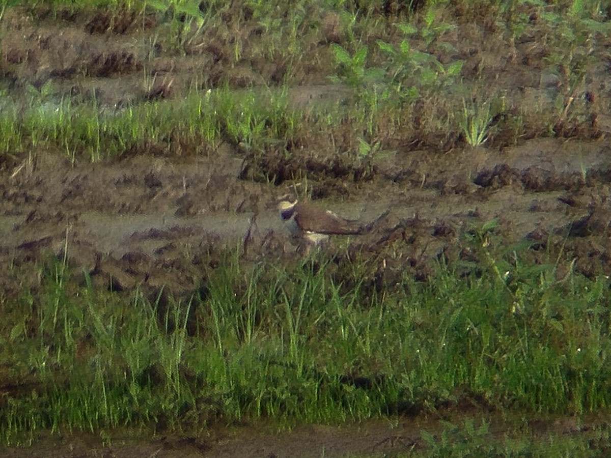 Little Ringed Plover - ML646833510