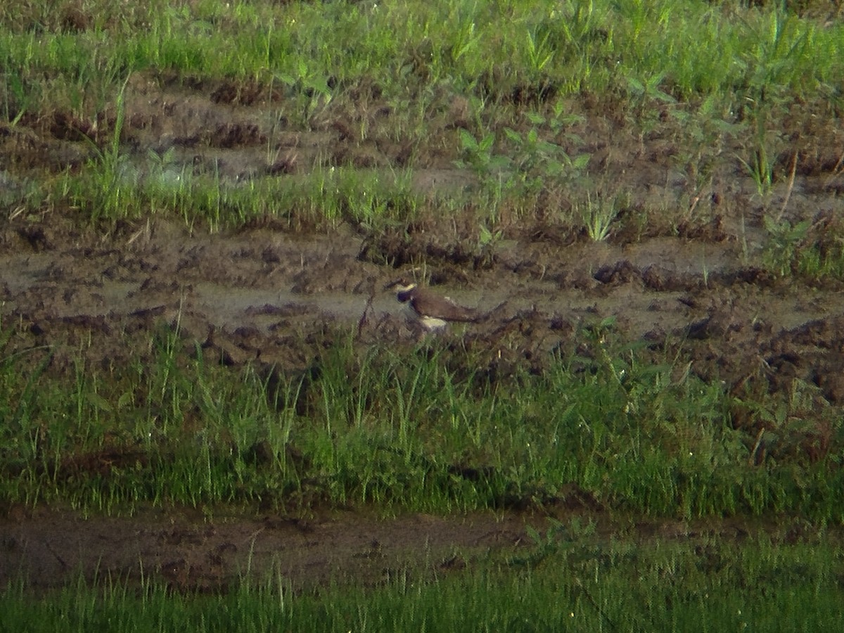 Little Ringed Plover - ML646833511