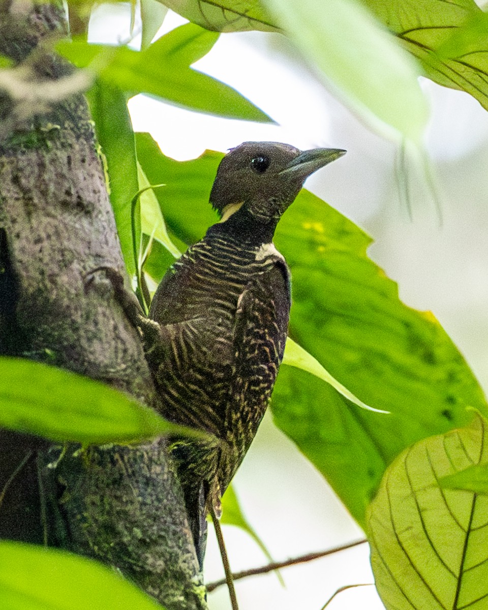 Tukkispecht - ML646833515