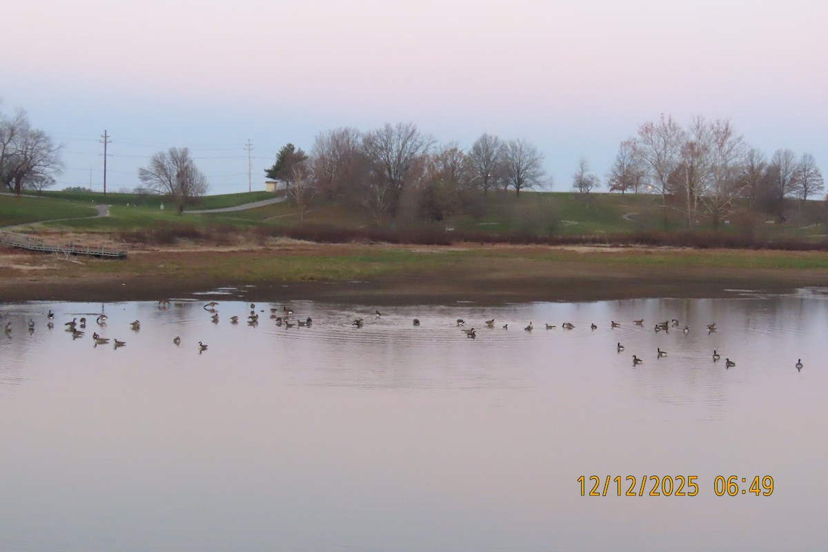 Канад галуу - ML646833516