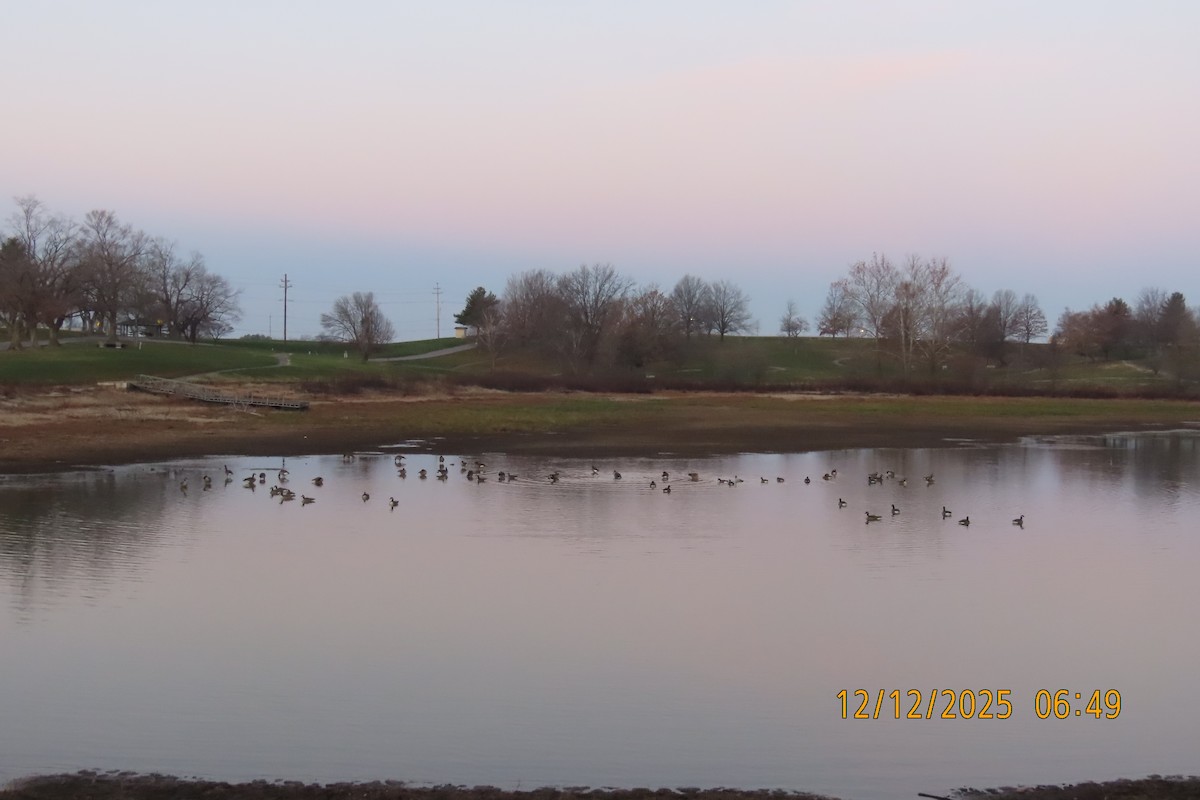 Канад галуу - ML646833517