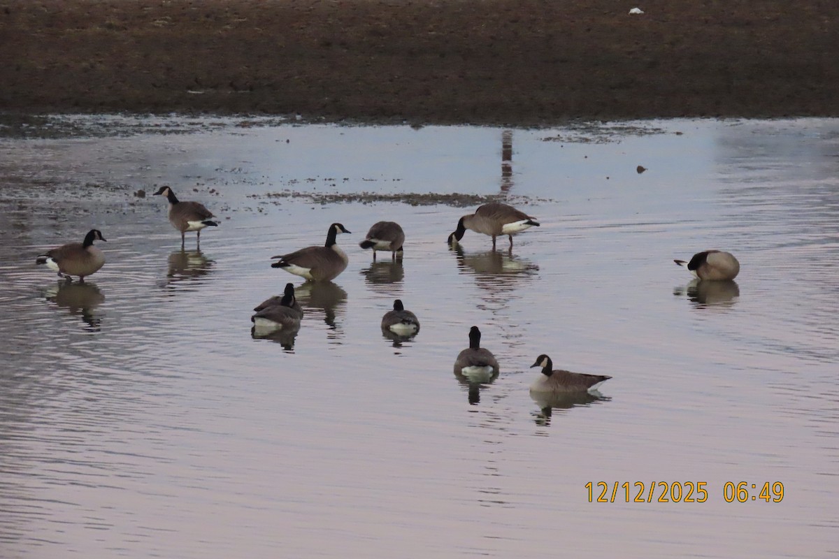 Канад галуу - ML646833518