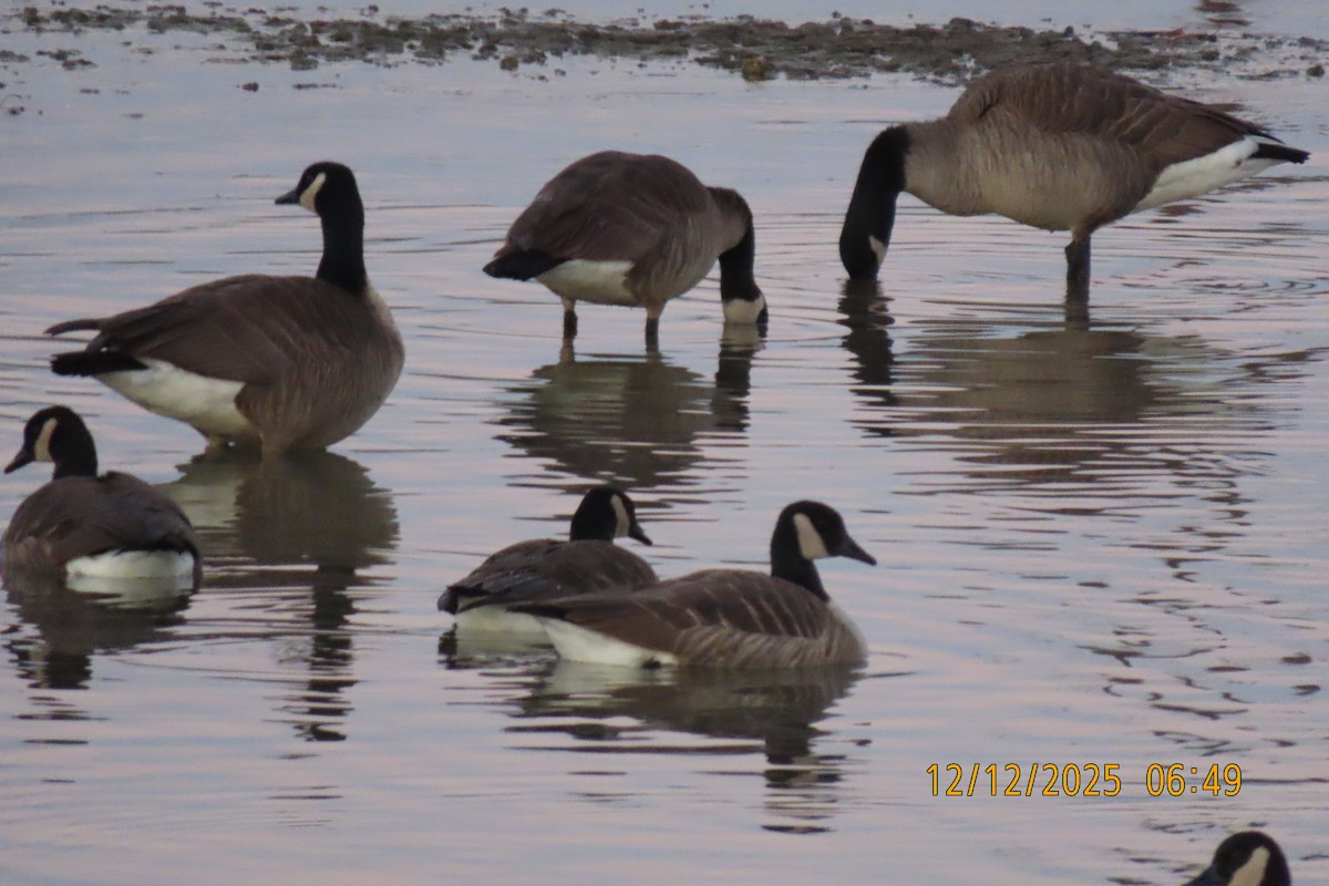 Канад галуу - ML646833519
