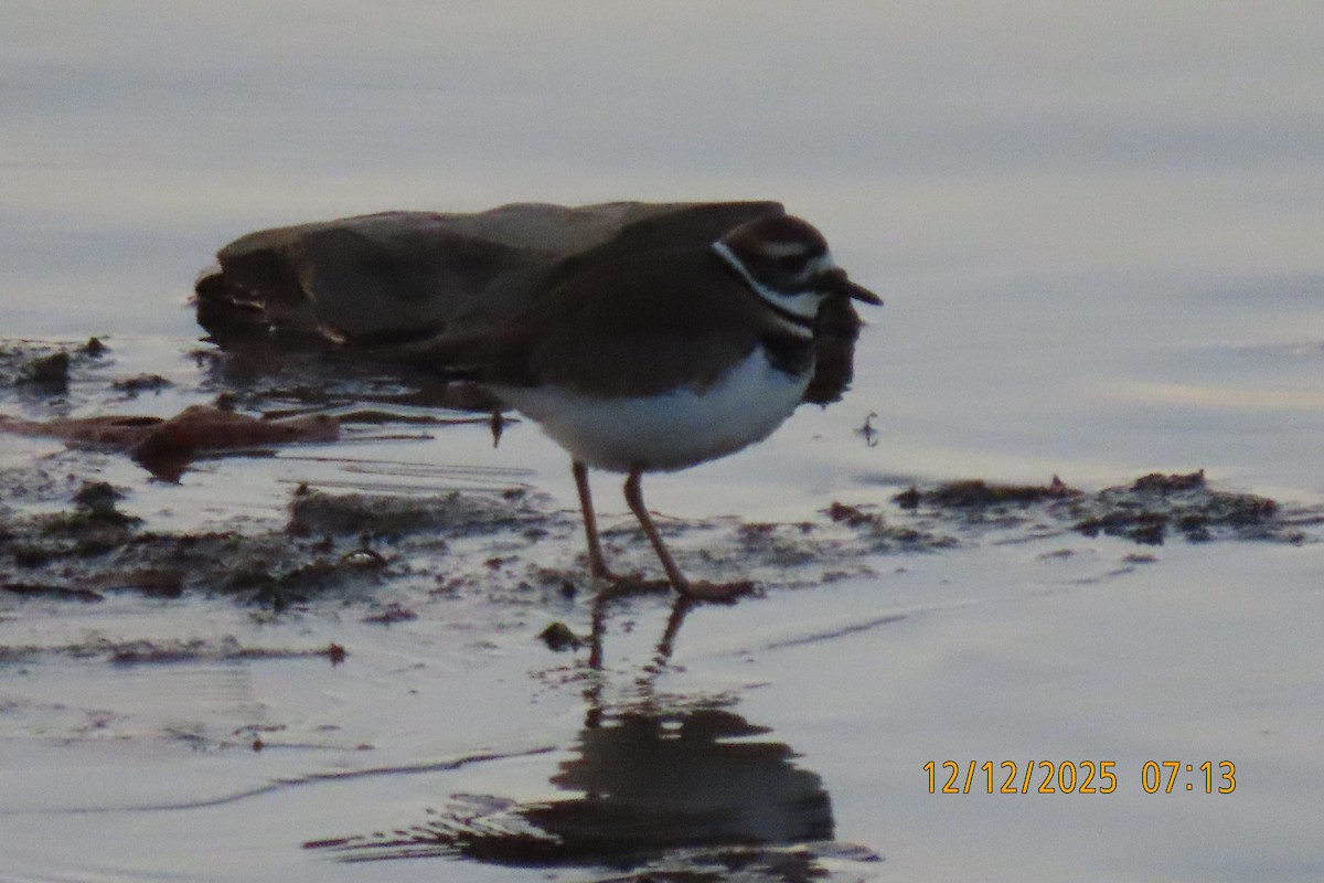 Killdeer - ML646833524