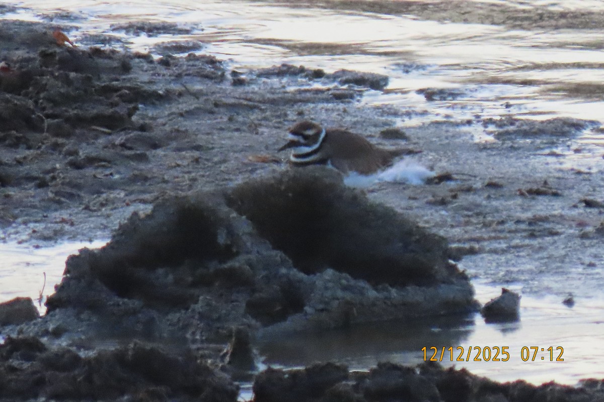 Killdeer - ML646833525
