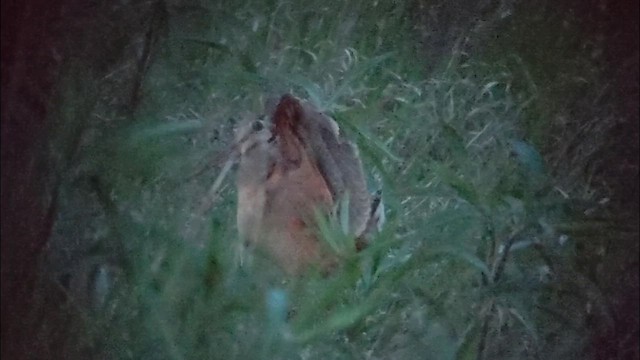 American Woodcock - ML646833526