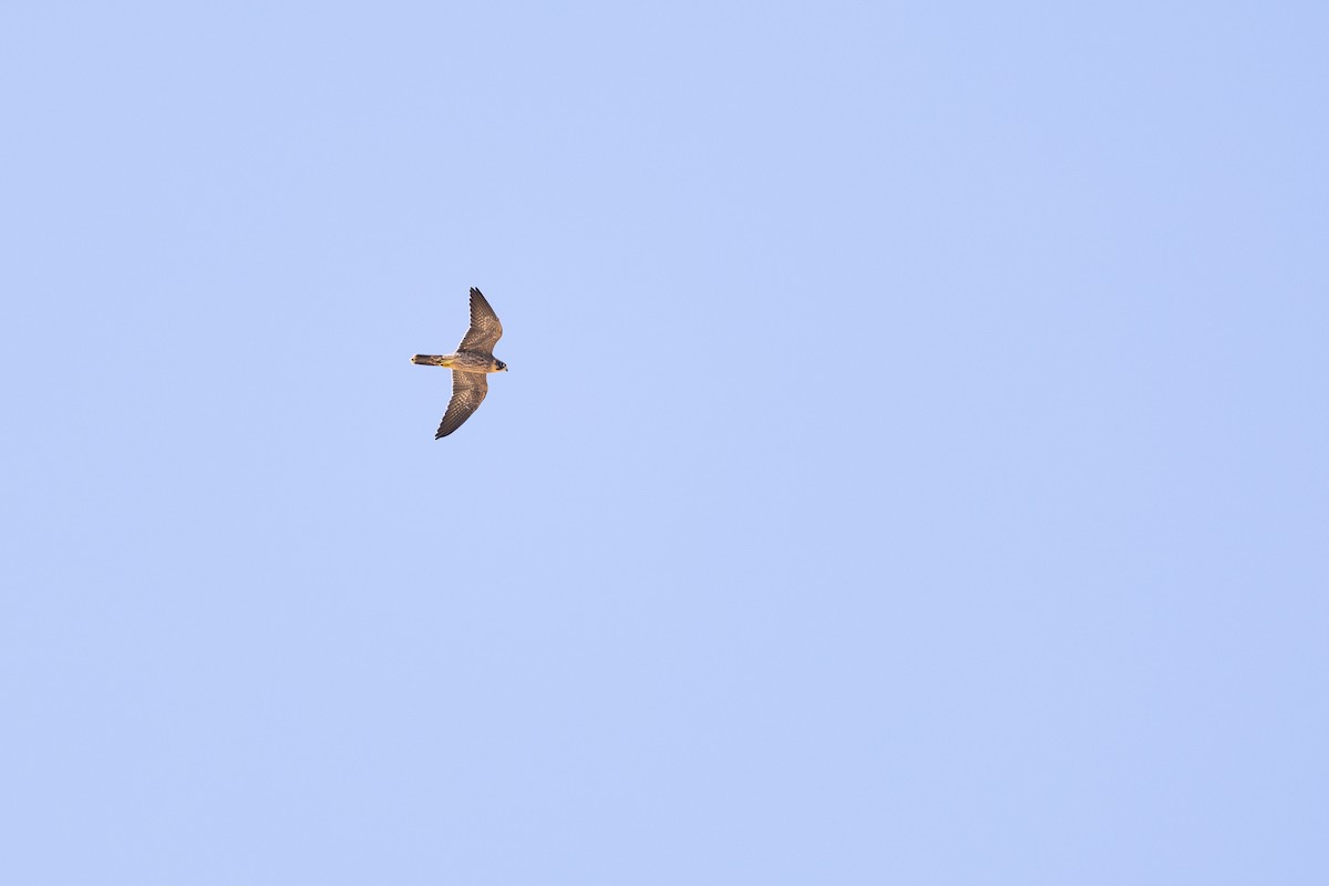 Sooty Falcon - ML646833529