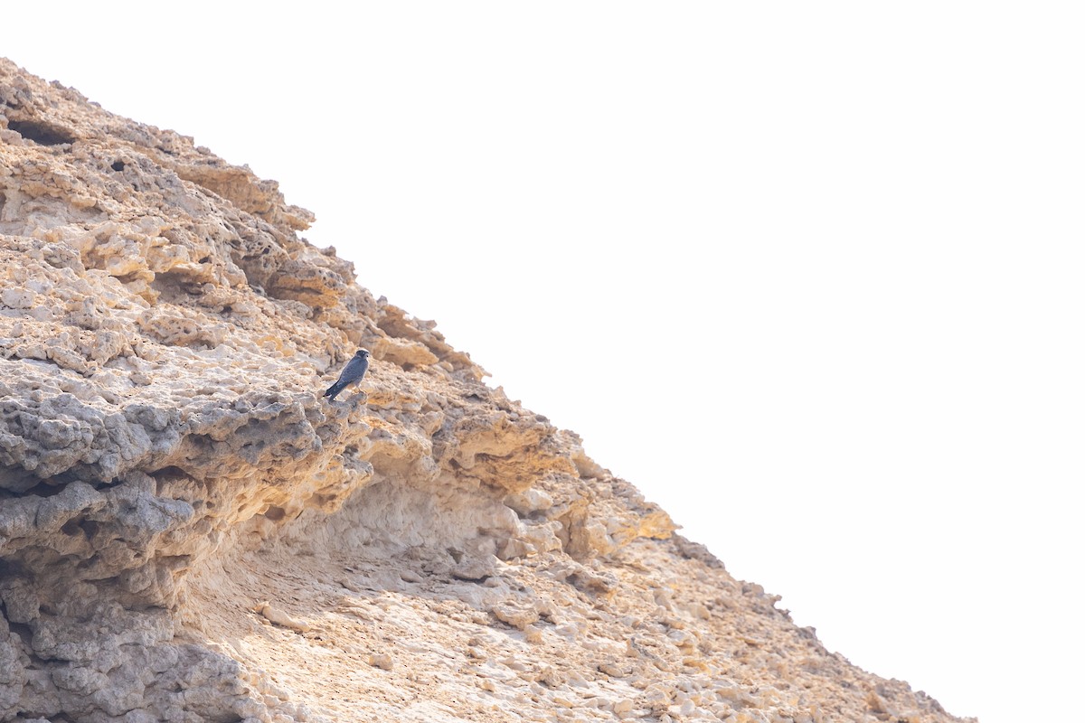 Sooty Falcon - ML646833530