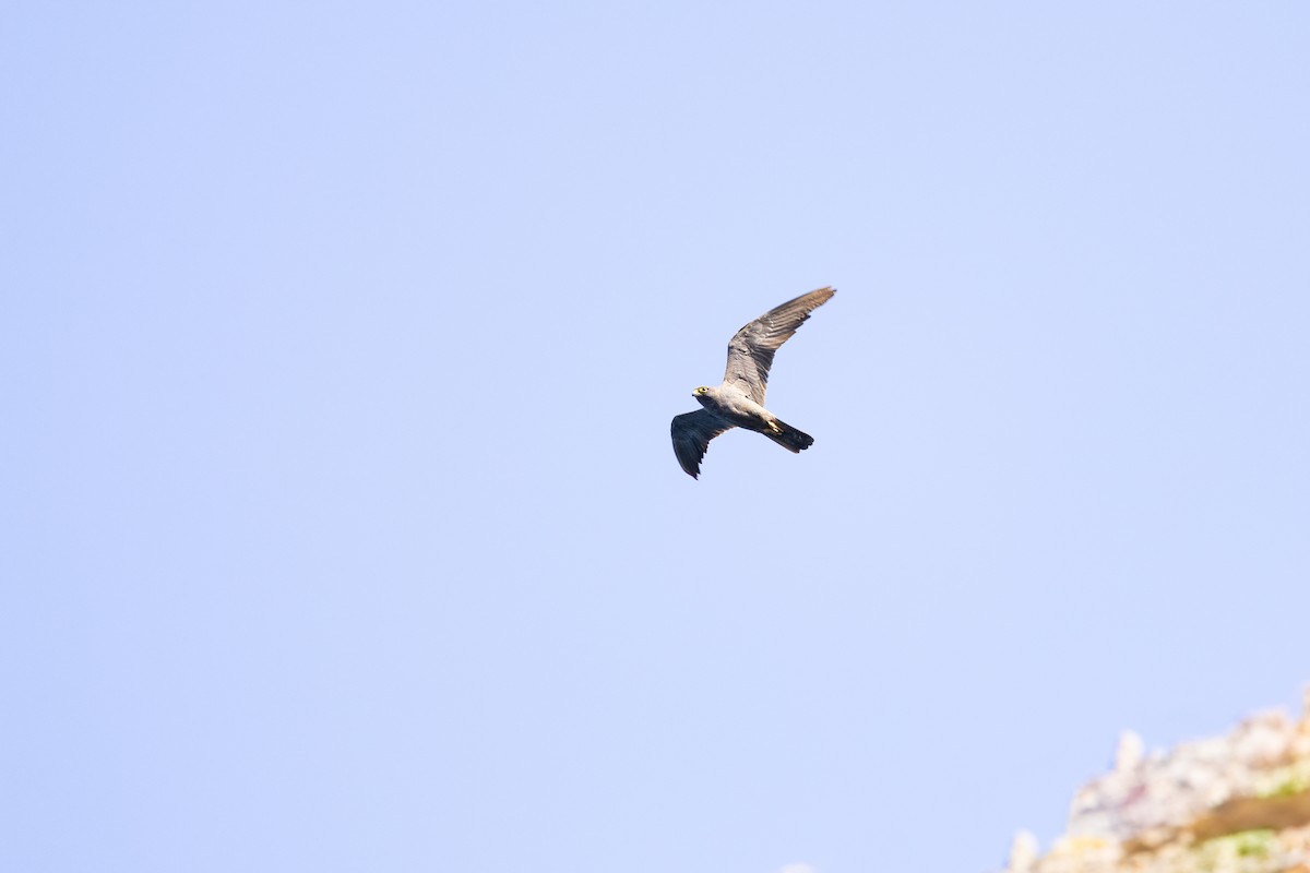 Sooty Falcon - ML646833531