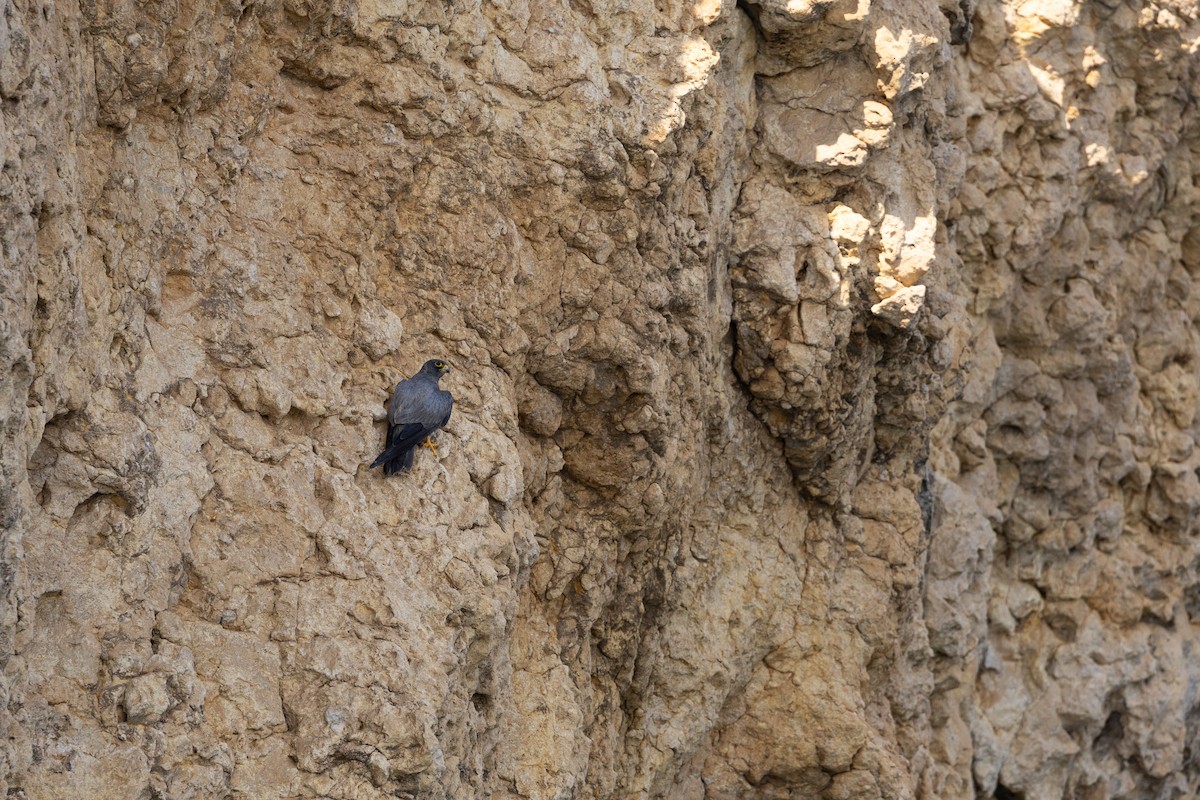 Sooty Falcon - ML646833532