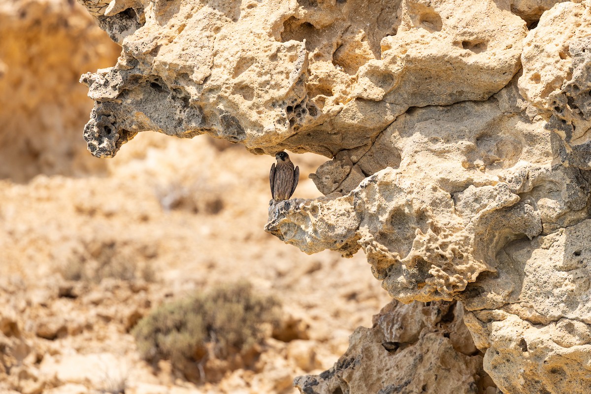 Sooty Falcon - ML646833533