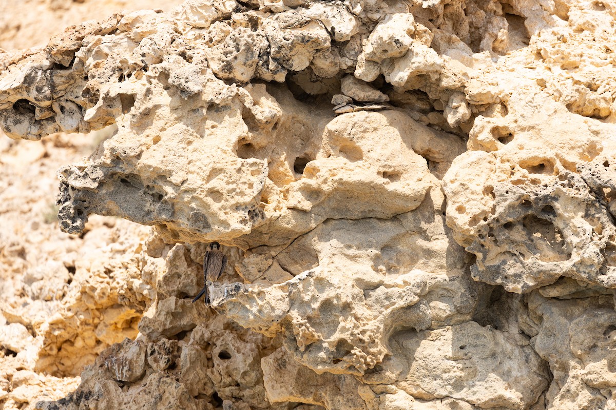 Sooty Falcon - ML646833534