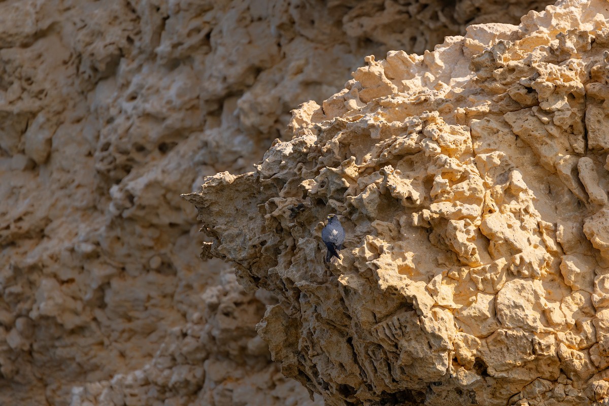 Sooty Falcon - ML646833535