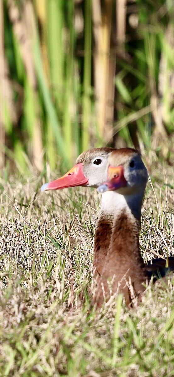 Suirirí Piquirrojo - ML646833537