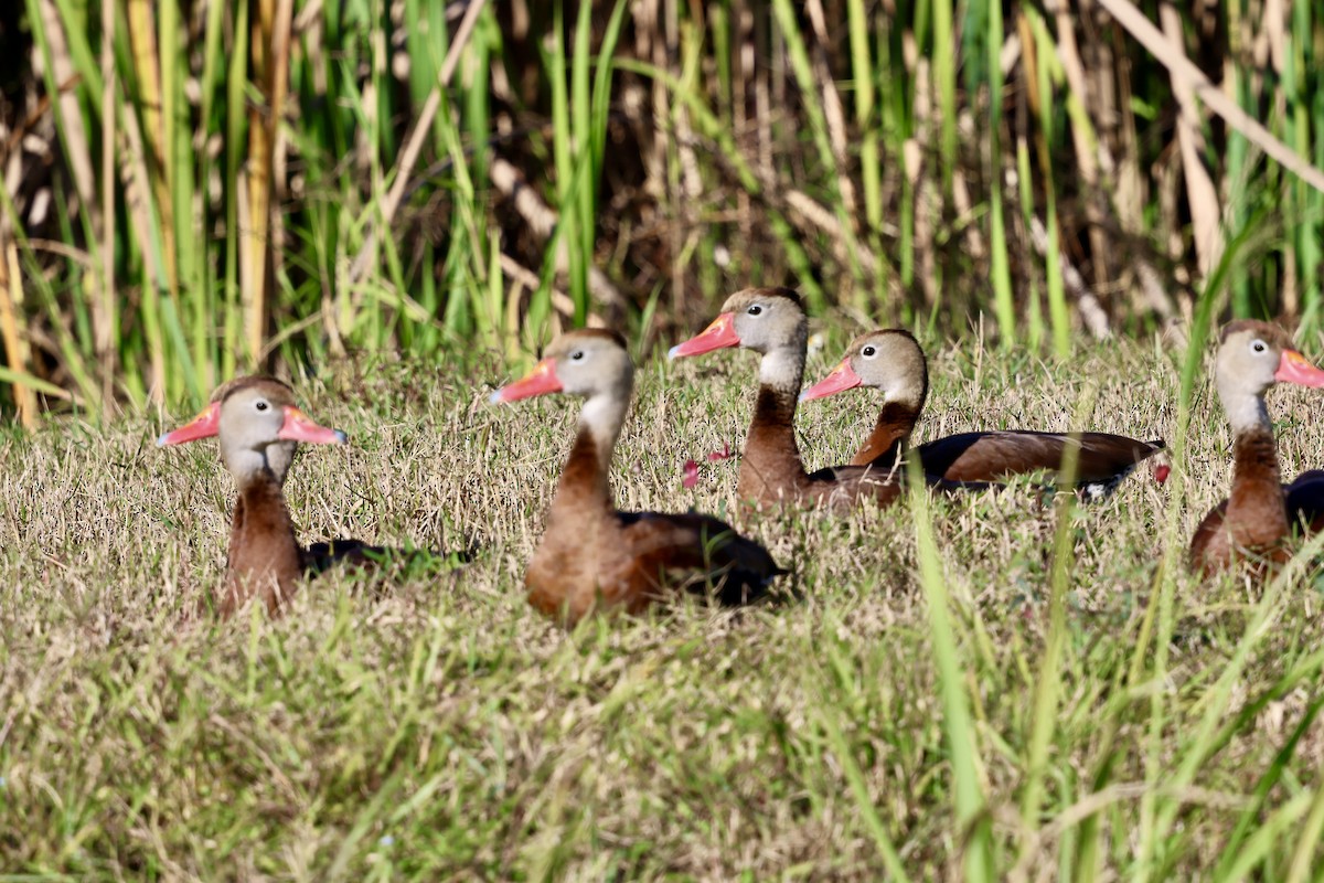 Suirirí Piquirrojo - ML646833538