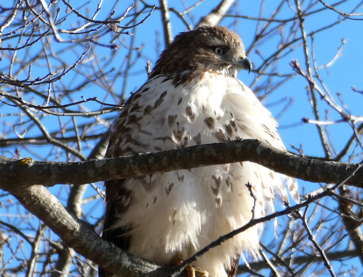 Buse à queue rousse - ML646833543