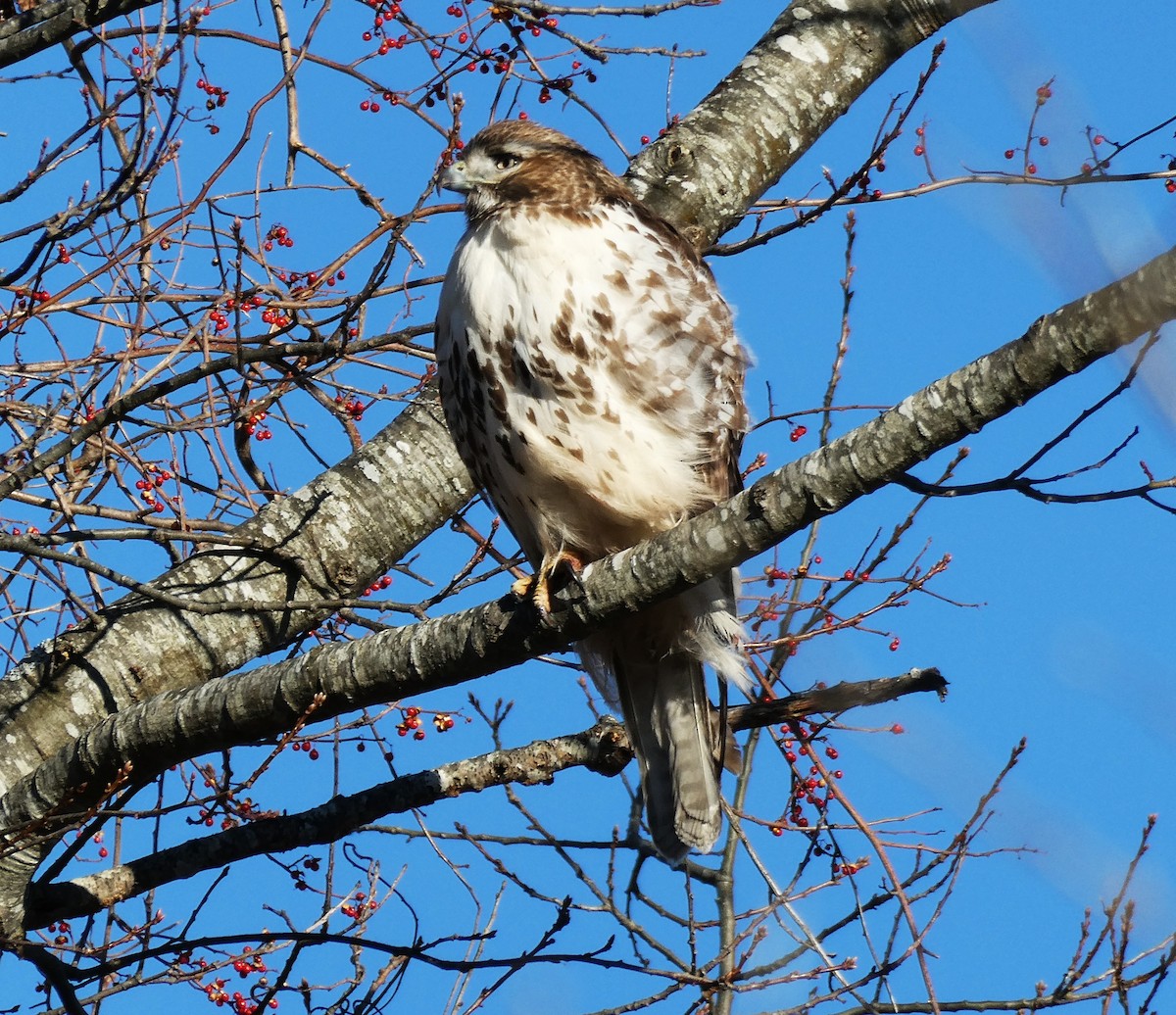 Buse à queue rousse - ML646833544
