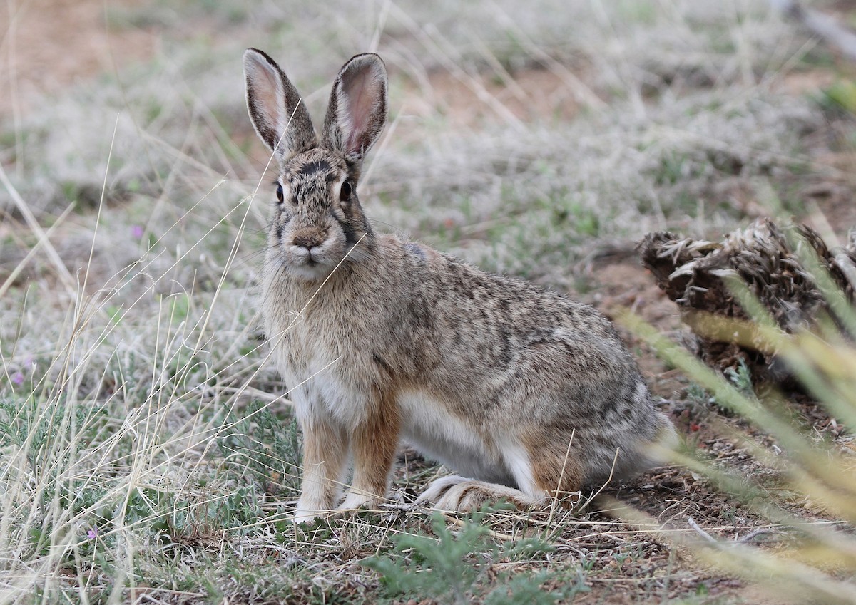 Mountain Cottontail - ML646833546