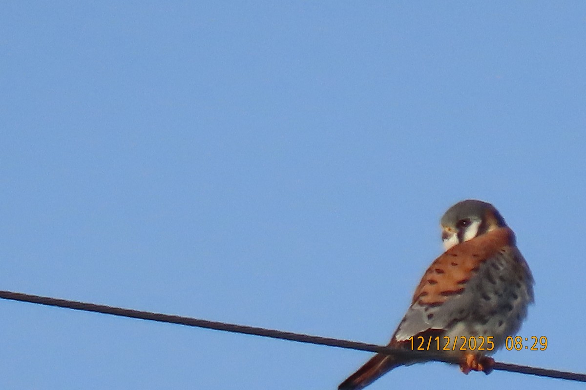 American Kestrel - ML646833547