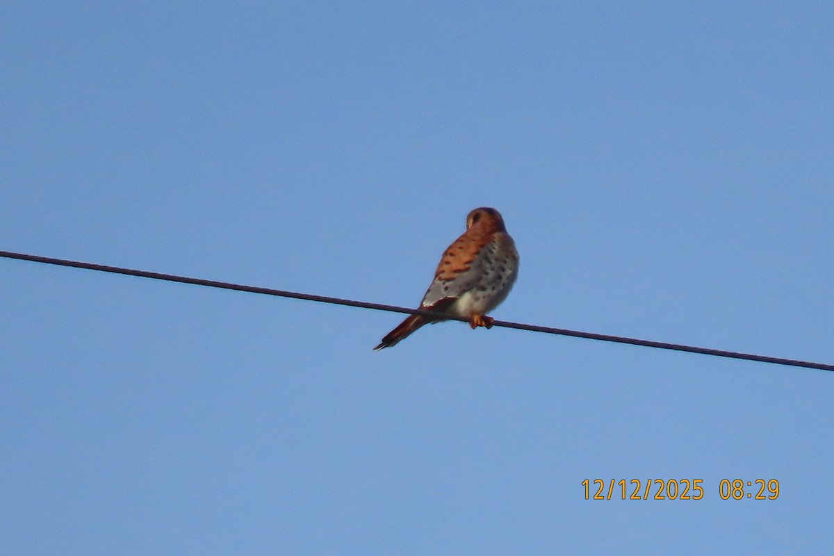 American Kestrel - ML646833548