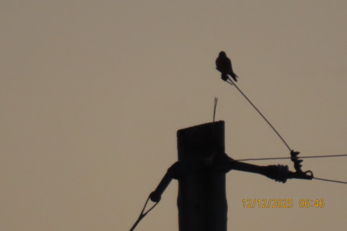 American Kestrel - ML646833549
