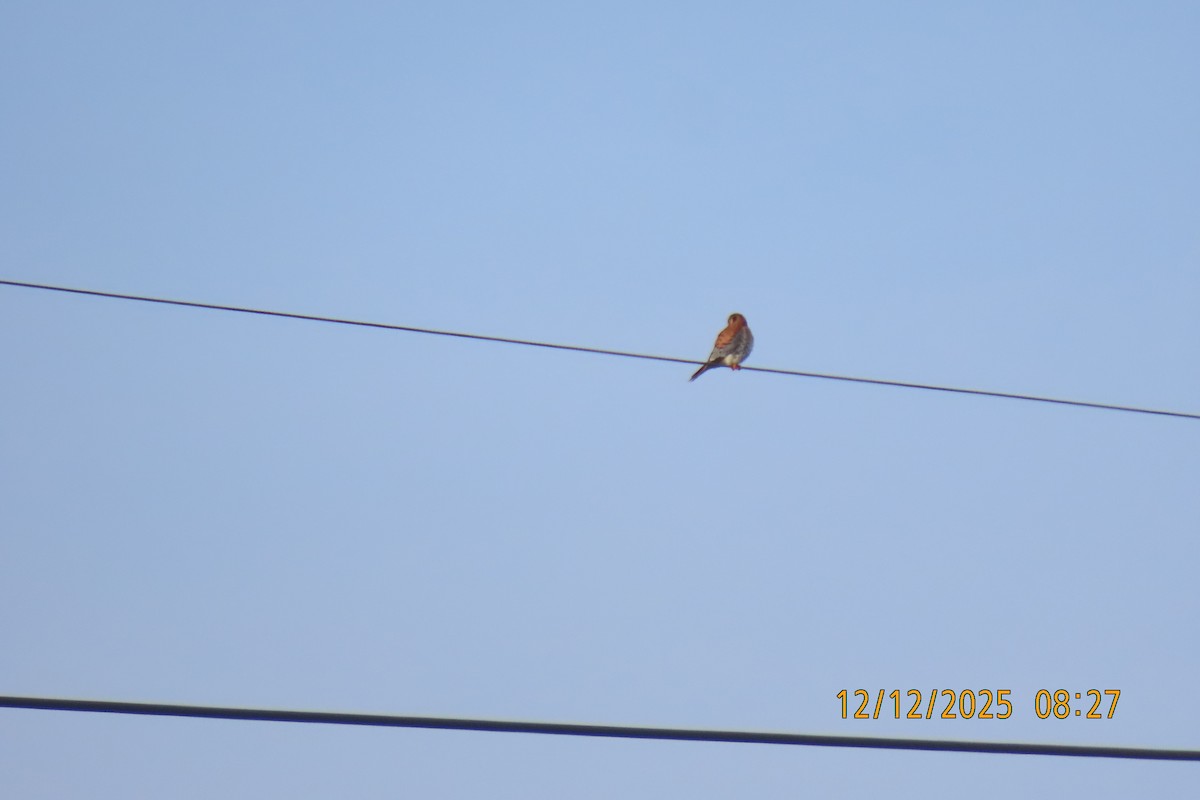 American Kestrel - ML646833550