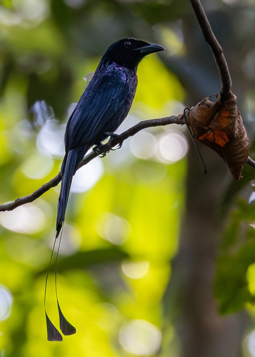 Greater Racket-tailed Drongo - ML646833551