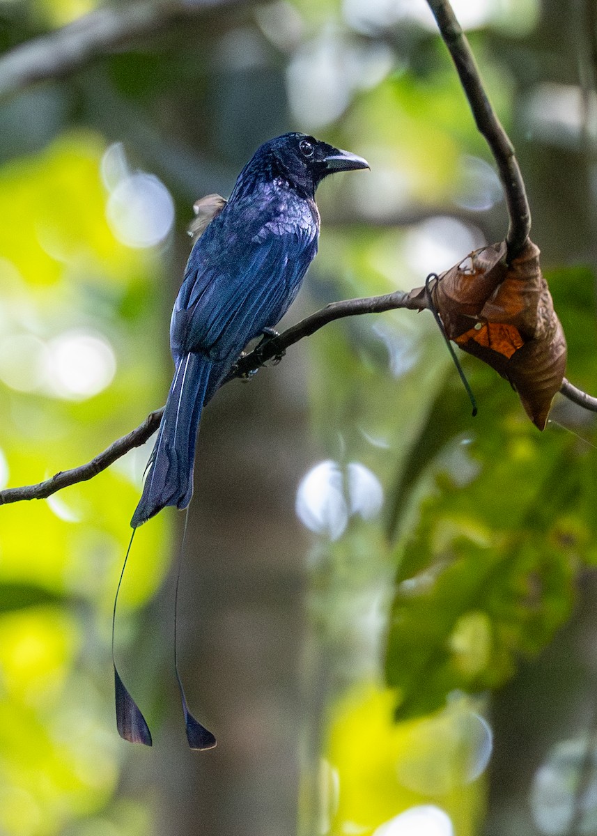 Greater Racket-tailed Drongo - ML646833552