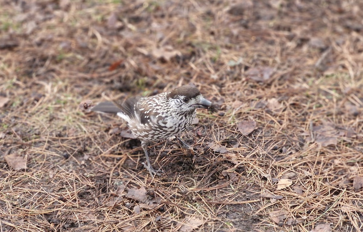 Northern Nutcracker - ML646833554