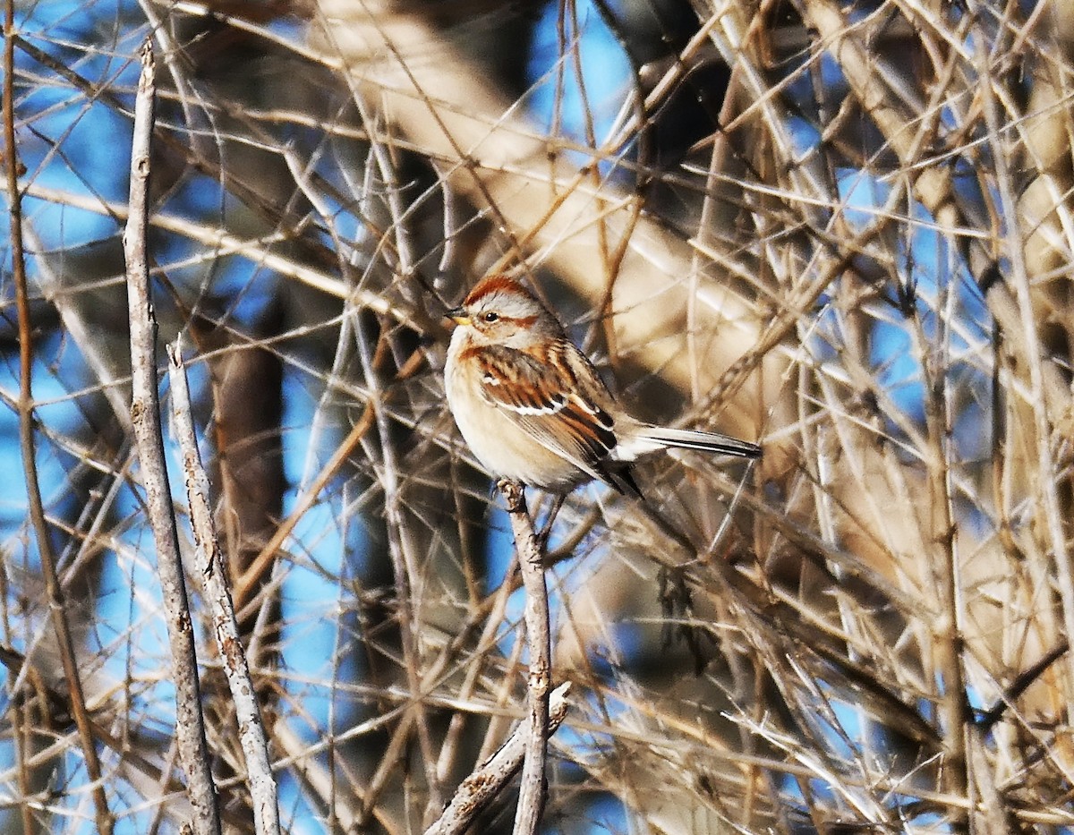 Bruant hudsonien - ML646833555