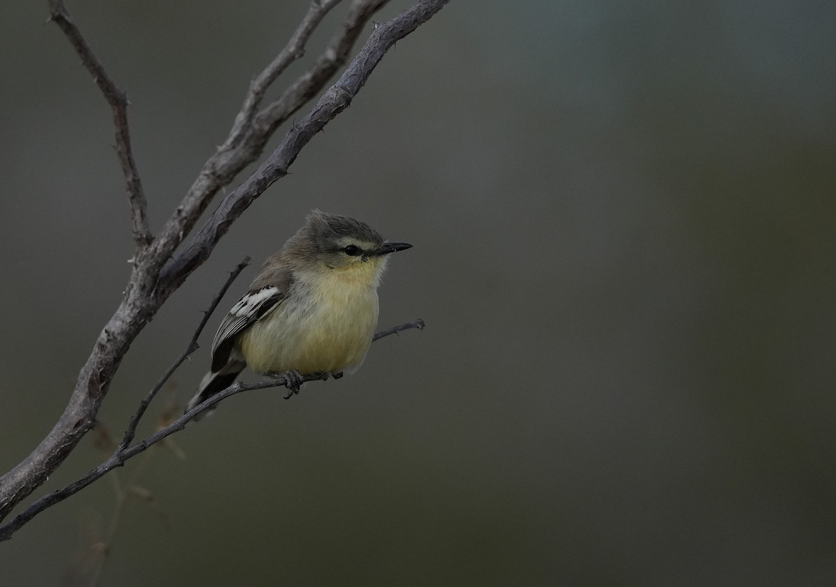 Bahia Wagtail-Tyrant - ML646833557