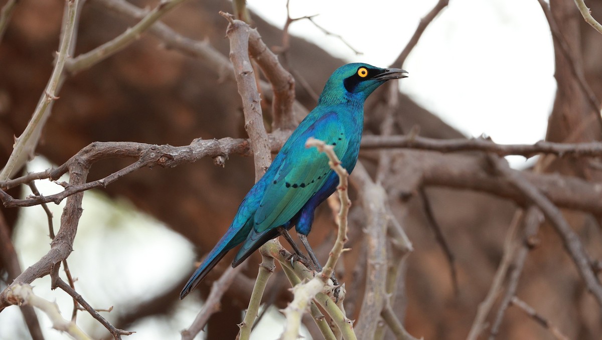 Greater Blue-eared Starling - ML646833560