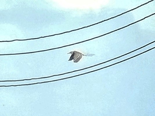 Martinete Común - ML646833561