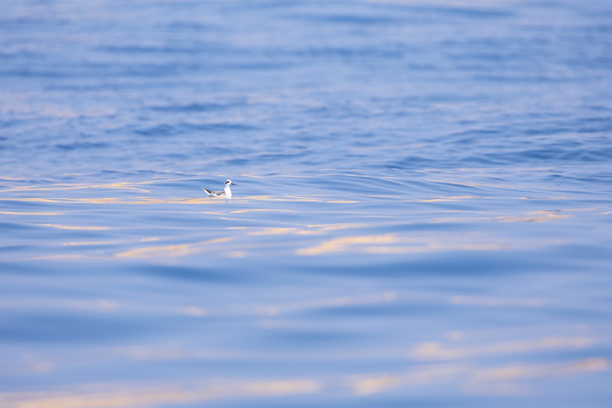 Mendebal-txori mokomehea - ML646833563