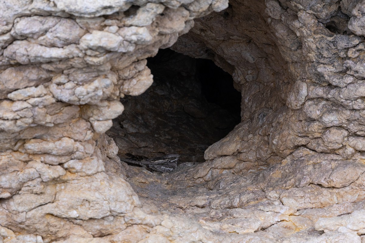 Zata arrunta - ML646833564