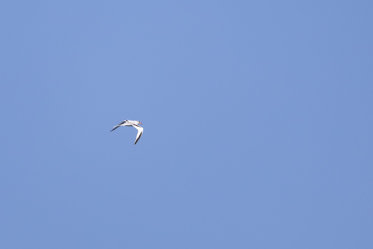 Faeton mokogorria - ML646833565