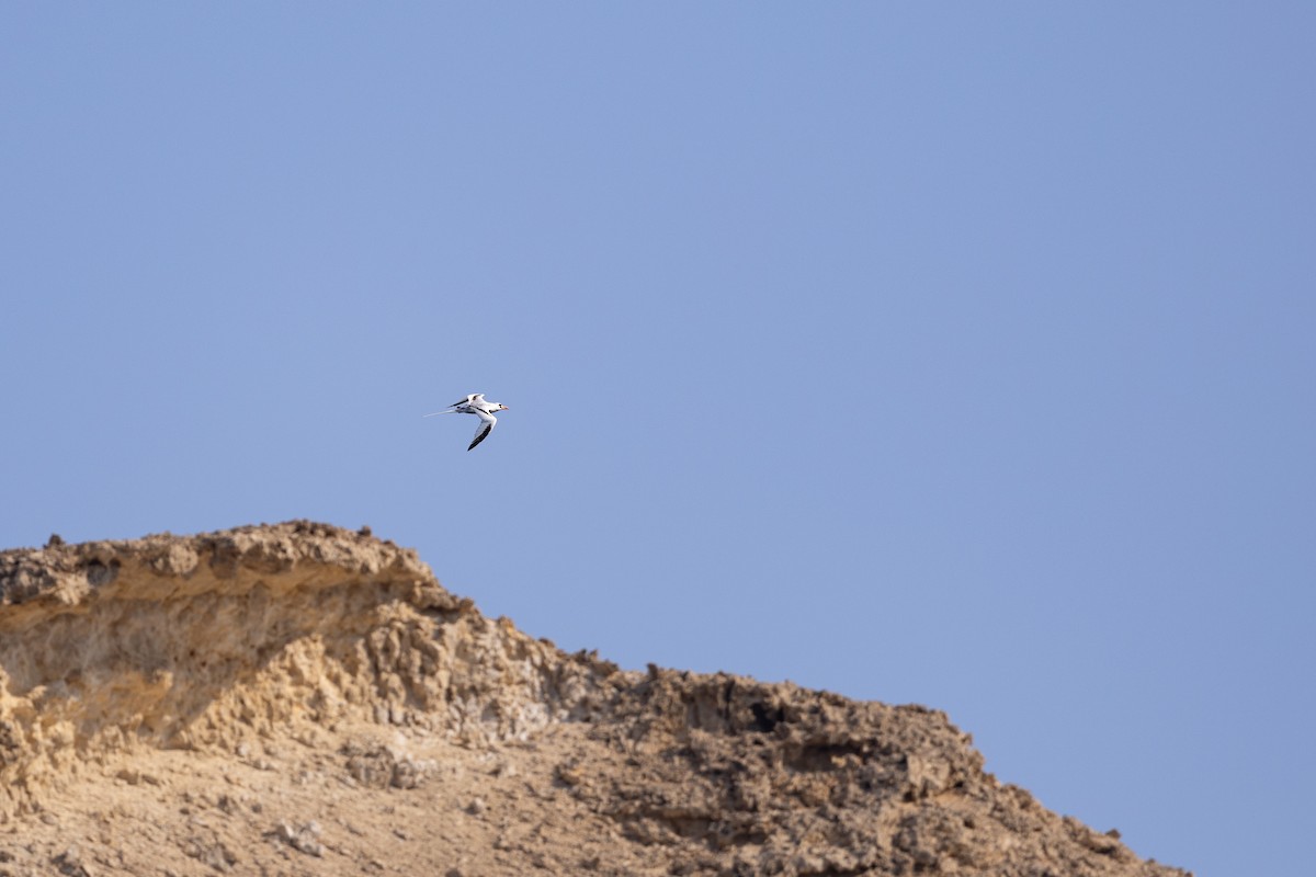 Faeton mokogorria - ML646833566