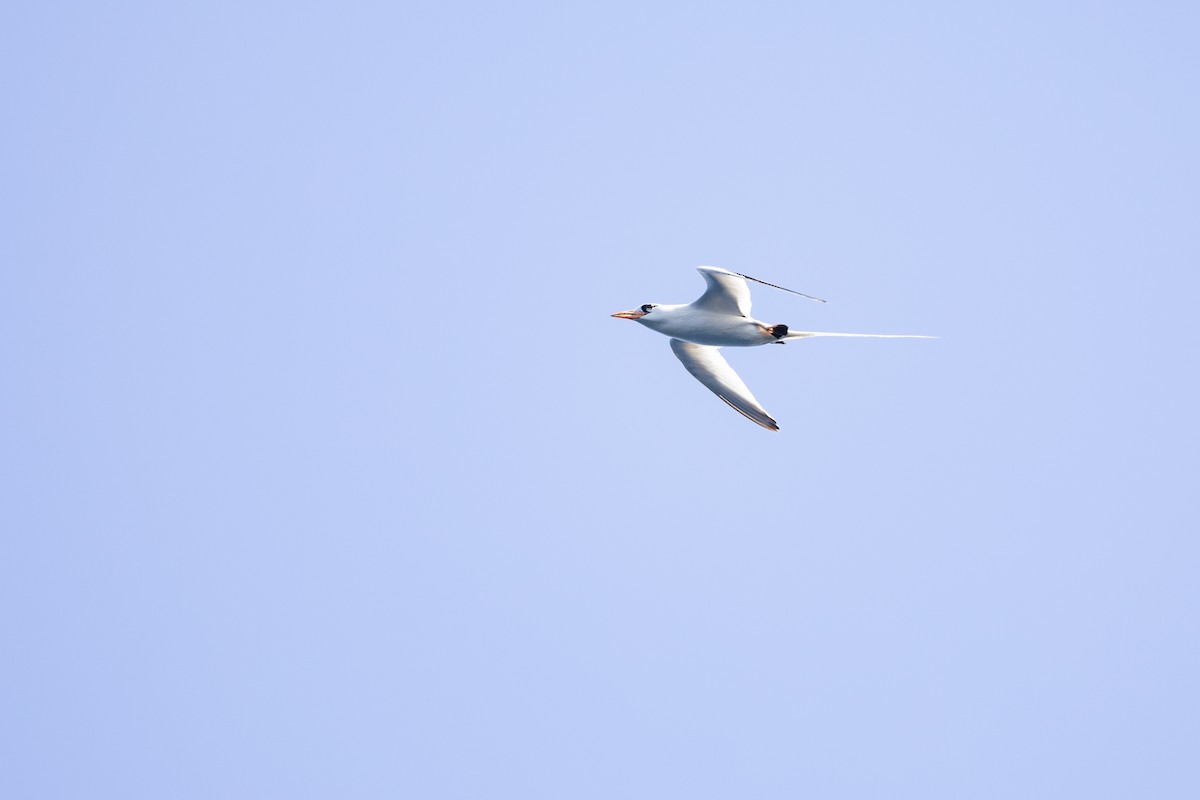 Faeton mokogorria - ML646833567