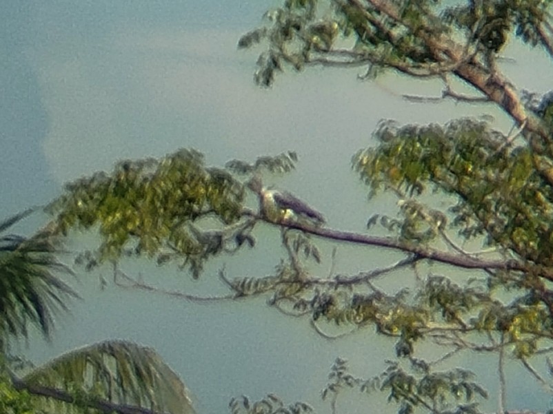 Elanio Común - ML646833568