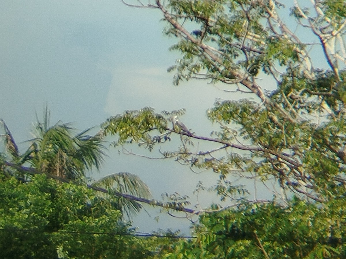 Elanio Común - ML646833569