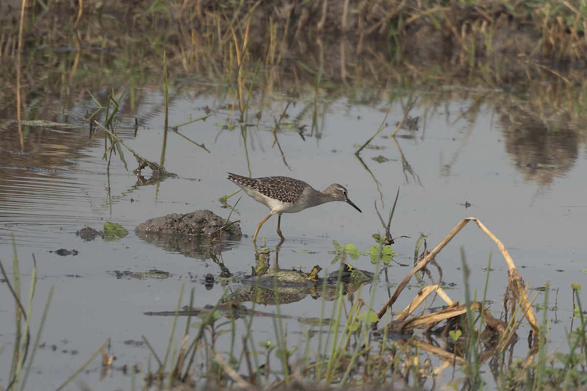 vodouš bahenní - ML646833570