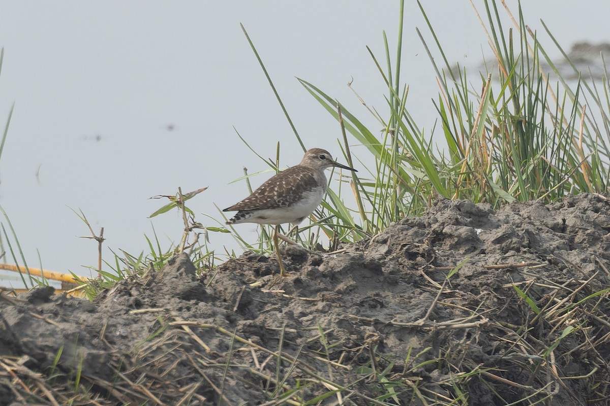 vodouš bahenní - ML646833571