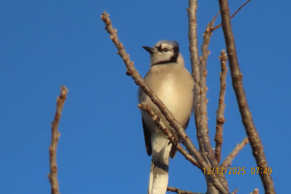 Blue Jay - ML646833573