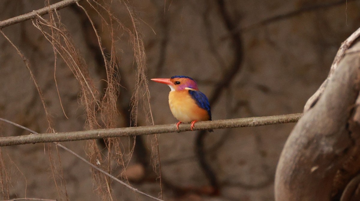 Martín Pigmeo Africano - ML646833578