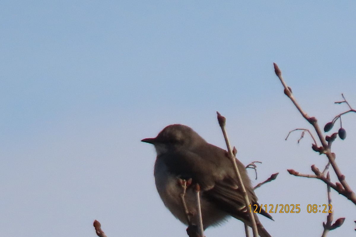 Northern Mockingbird - ML646833579