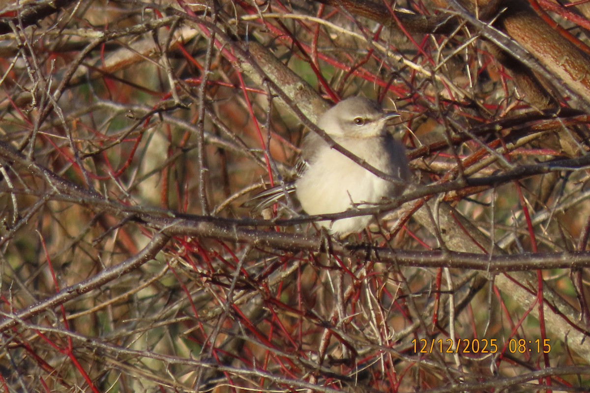 Northern Mockingbird - ML646833580