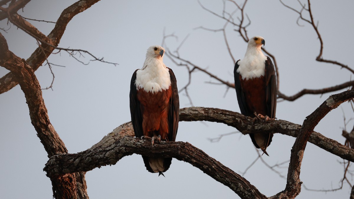 African Fish-Eagle - ML646833581