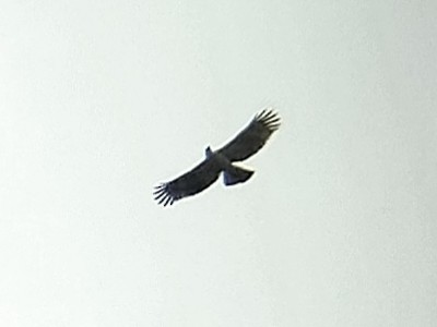 Águila Variable - ML646833582